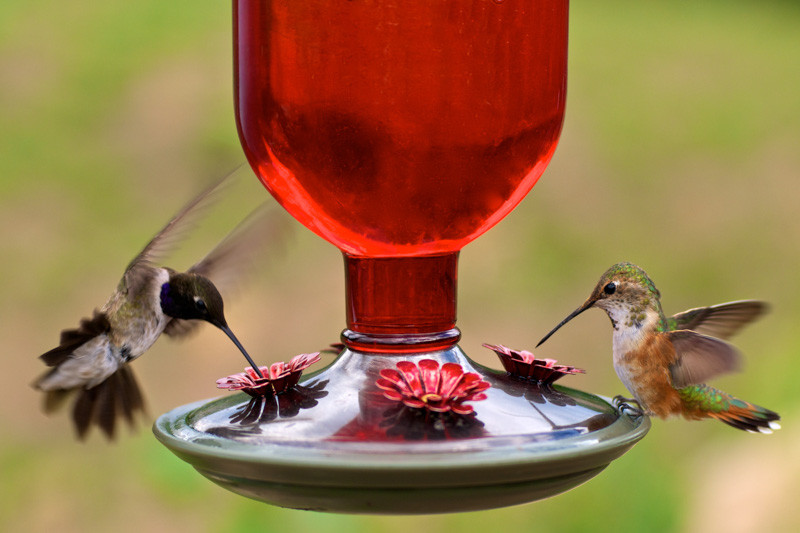 Humming ird, Hummingbird Feeder, Hummingbird Food